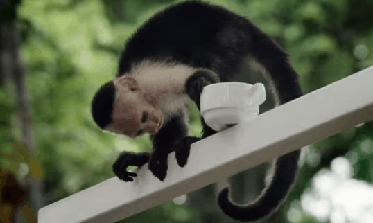 Screen shot from the IKEA ad filmed at the Jaguar Rescue Center in Puerto Viejo, July 10, 2015.