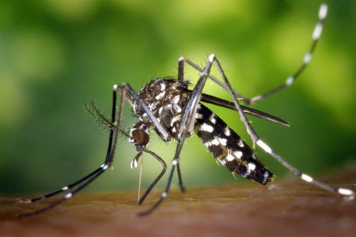 Costa Rican health officials report first cases this year of chikungunya virus in Jacó, Garabito