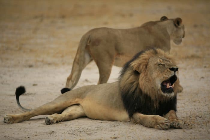 This handout picture taken on Oct. 21, 2012 and released on July 28, 2015 by the Zimbabwe National Parks agency shows the much-loved Zimbabwean lion called "Cecil."