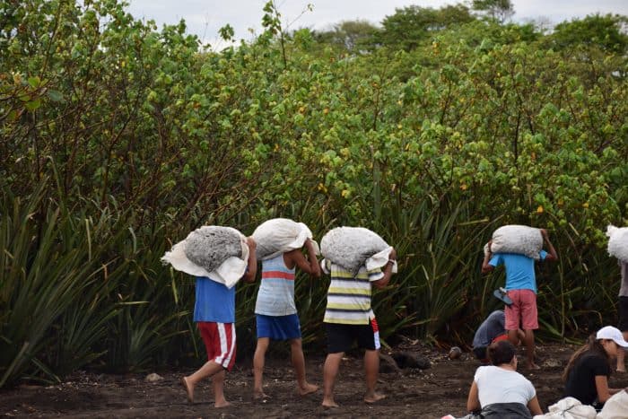In Ostional, Guanacaste, men carry bags of olive ridley sea turtle eggs from the shore to the warehouse.