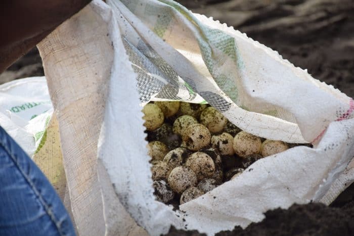 A woman fills a bag with olive ridley sea turtle eggs that she dug up on the beach in Playa Ostional, Costa Rica.