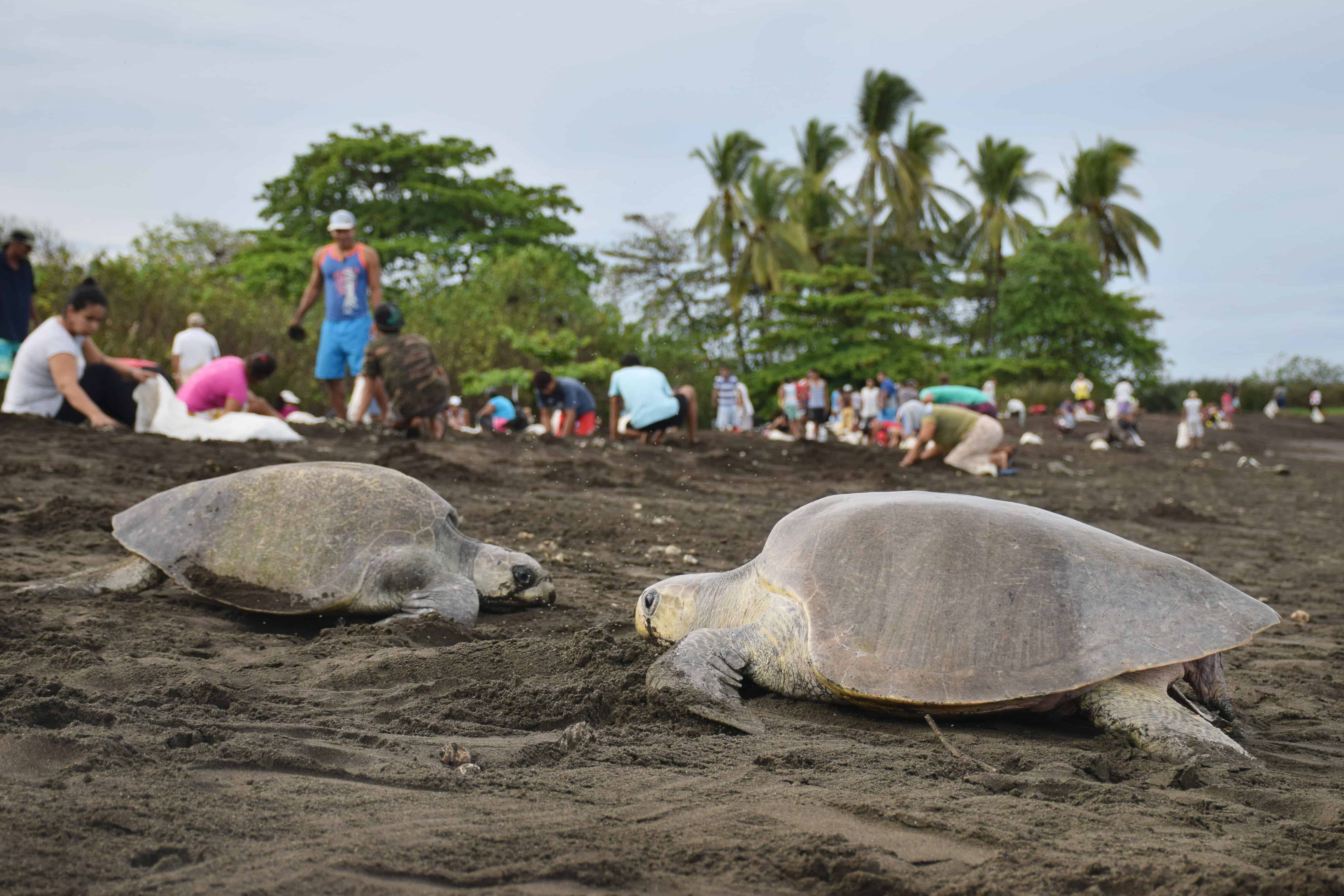 The last few turtles make their way on and off the beach at Ostional, Costa Rica.