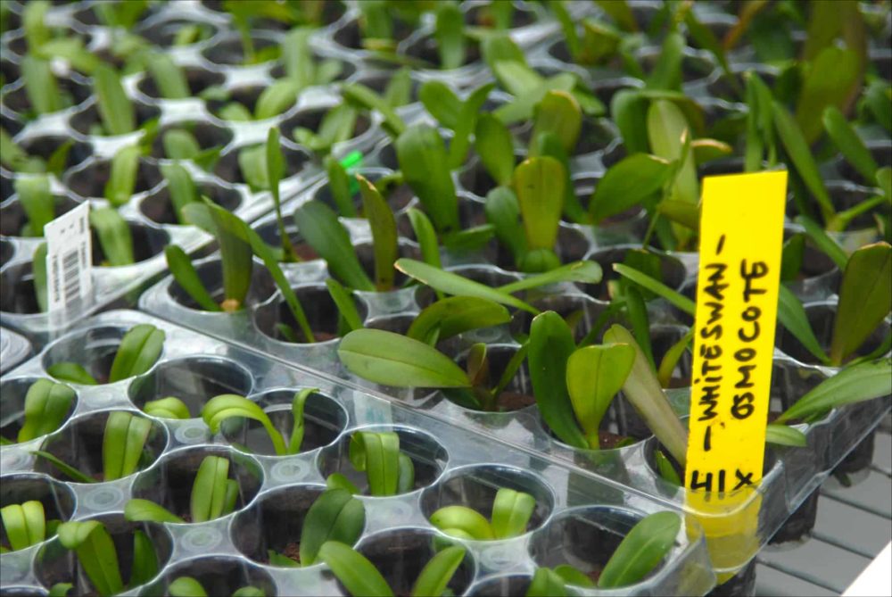 White swan orchid seedlings sprout in the Ter Laak greenhouse in Wateringen, Netherlands, 2015.