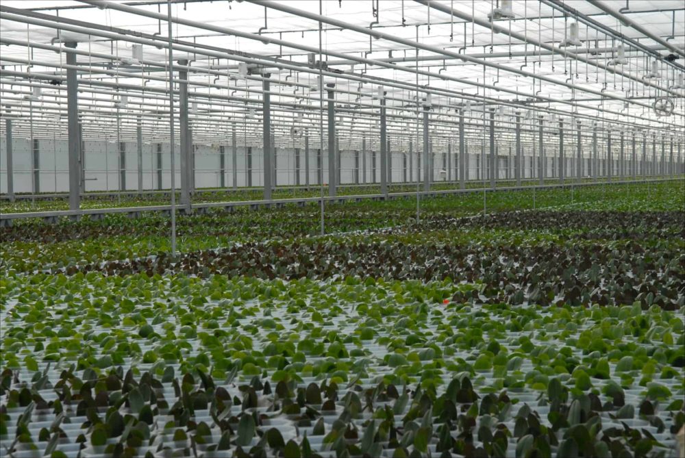 Orchids grow in a vast, temperature-controlled greenhouse at Ter Laak Orchids in Wateringen, Netherlands, 2015.