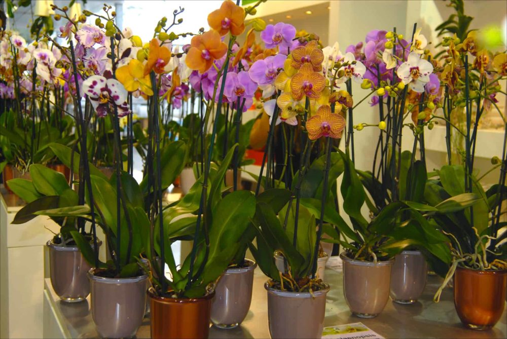 Orchids on display at Ter Laak Orchids in Wateringen, Netherlands.