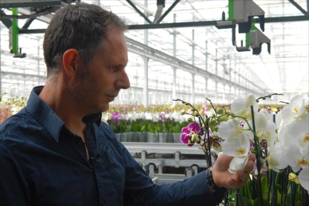 Ter Laak CEO Richard Ter Laak inspects a few of his blooms at Ter Laak Orchids in Wateringen, Netherlands, 2015.