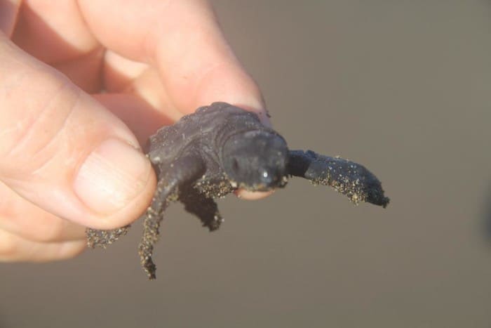 A baby turtle from a 2012 hatching in Playa Hermosa.
