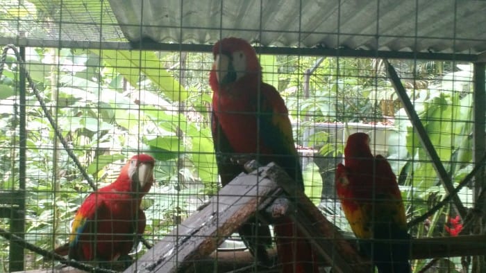 Macaws raised at Neo Fauna have to learn how to fly before they can be released into the wild.