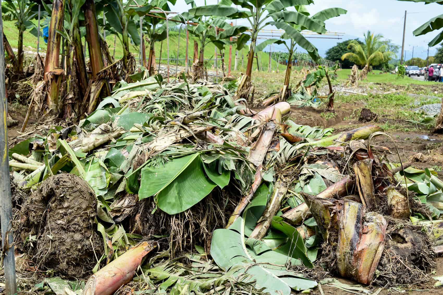 Flood damage at a banana plantation in Matina, Limón.