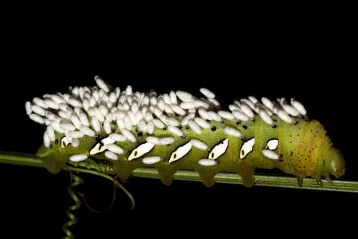 Caterpillar with parasitoid wasp cocoons