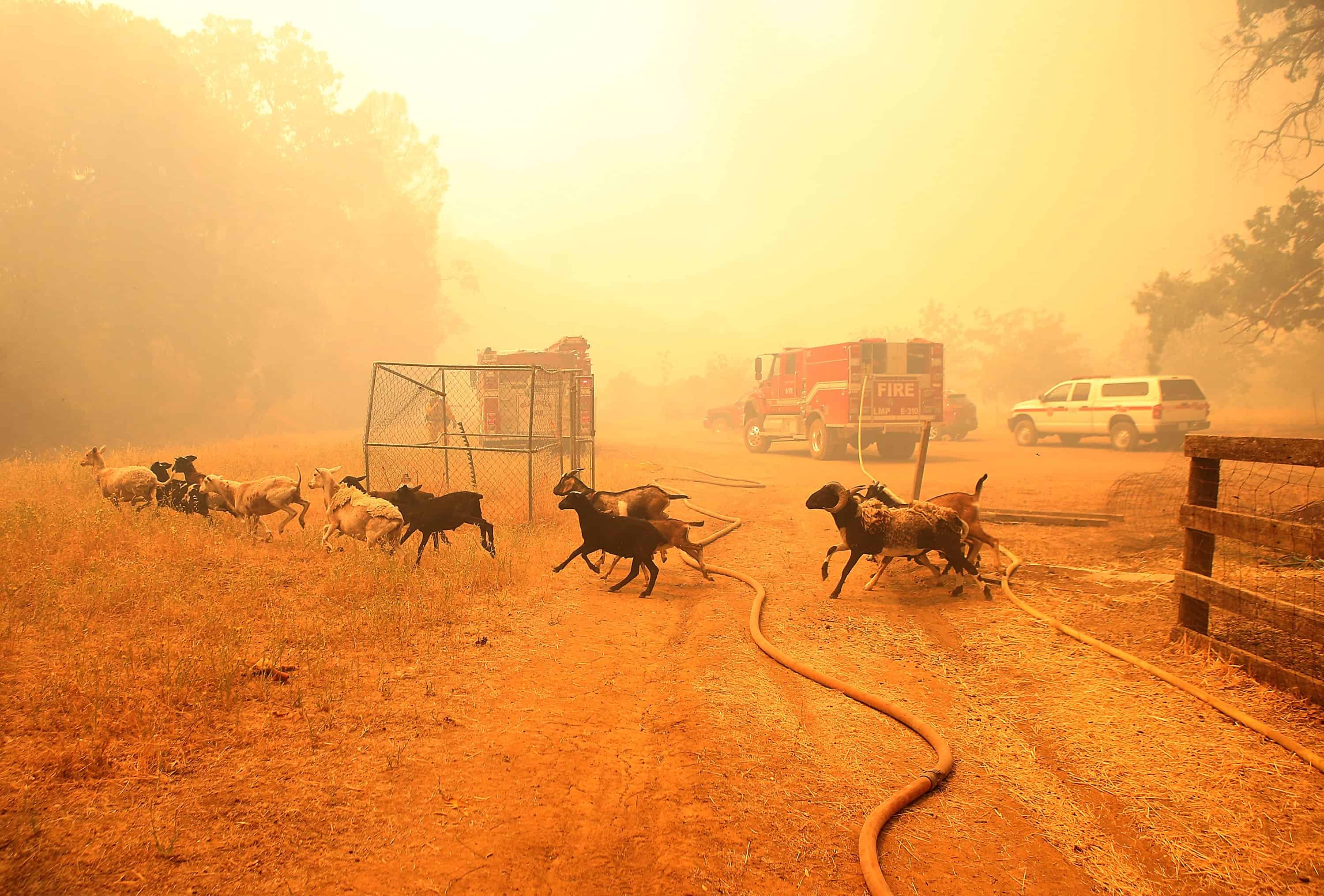 Goats run away from their pen after firefighters freed them as the Rocky Fire approaches.