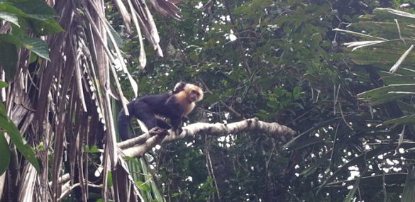 A capuchin monkey with a baby on her back suddenly spots a tourist.
