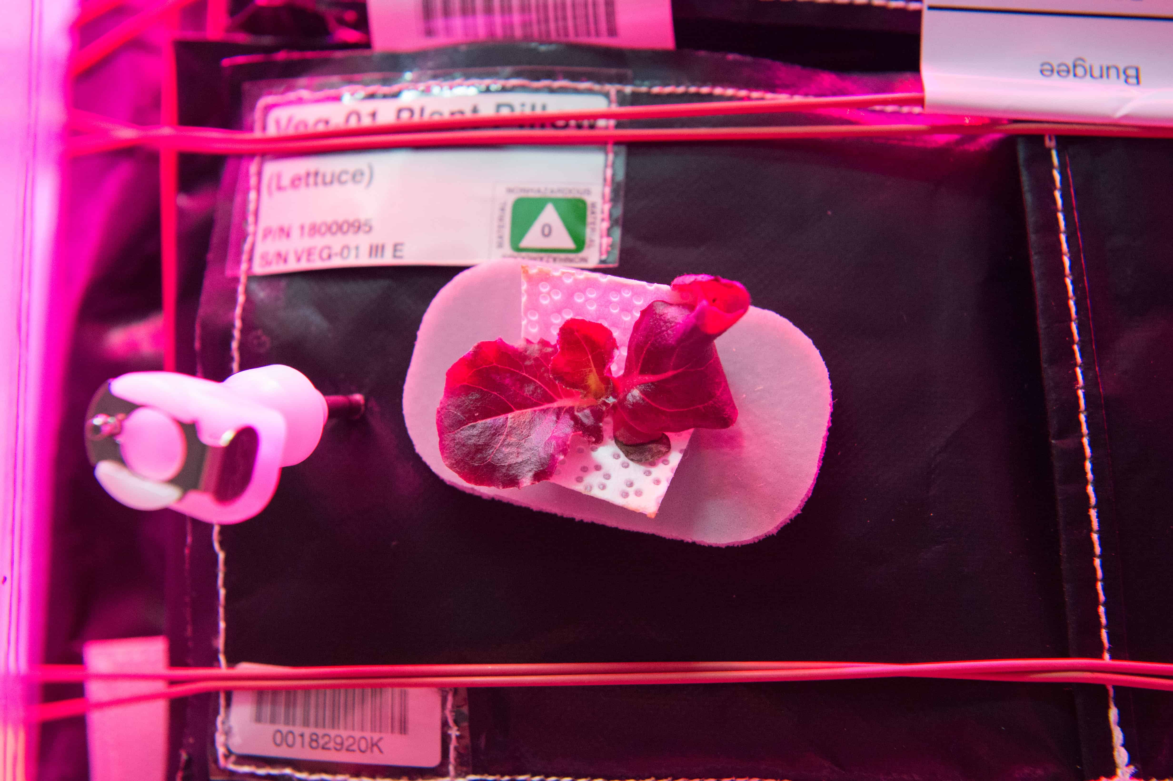 This NASA handout photo released August 5, 2015, taken by Astronaut Scott Kelly on the International Space Station shows lettuce growing during the VEGGIE hardware validation test. VEGGIE provides lighting and nutrient supply for plants in the form of a low-cost growth chamber and planting 