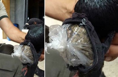 Prison police at La Reforma penitentiary captured this pigeon carrying marijuana and cocaine on August 11, 2015.