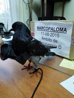 "Drug pigeon," August 11, 2015.  