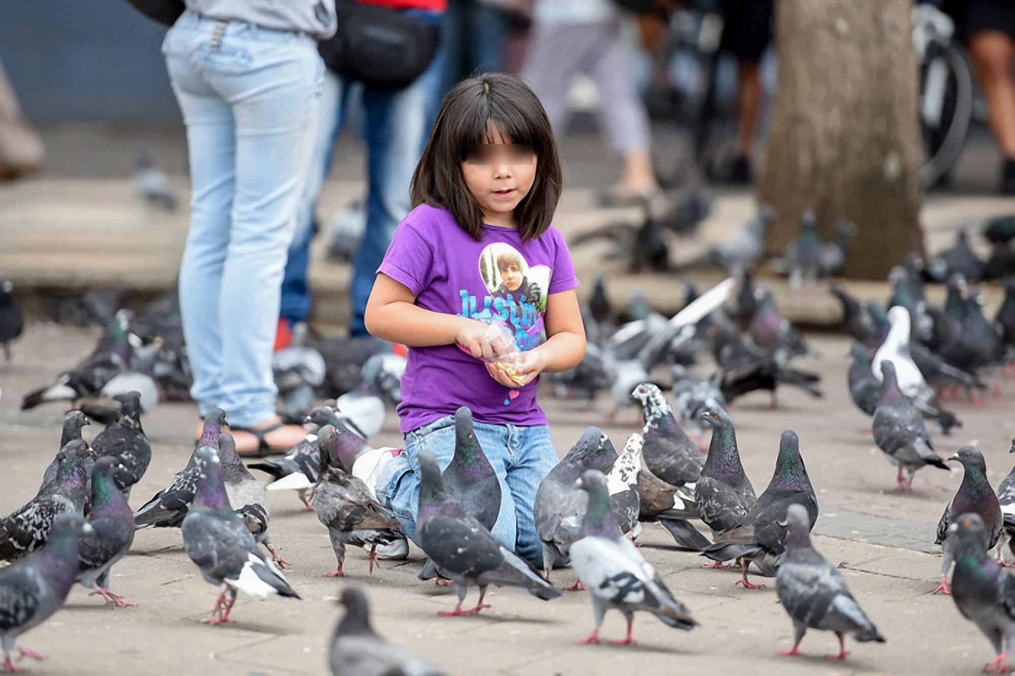 Pigeons at Plaza de la Cultura