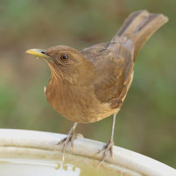 Clay-colored Thrush