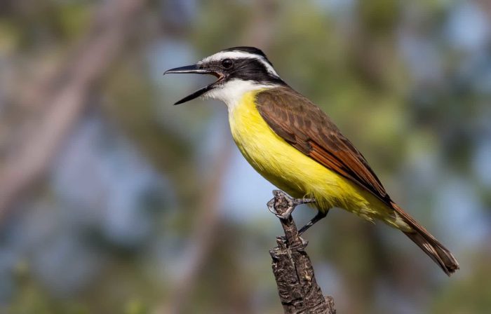 Great kiskadee