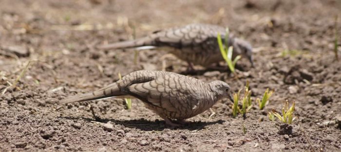 Inca Doves