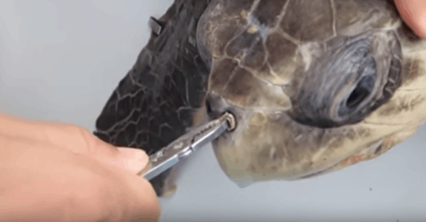 Screenshot from a video shot by sea turtle researcher Christine Finnegan of her colleague, Nathan Robinson, removing a straw from a sea turtle's nose, published August 10, 2015.