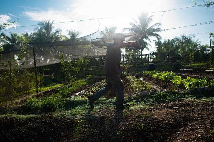 Eudaldo Garcia, 54, walks through the crops at Finca Marta.