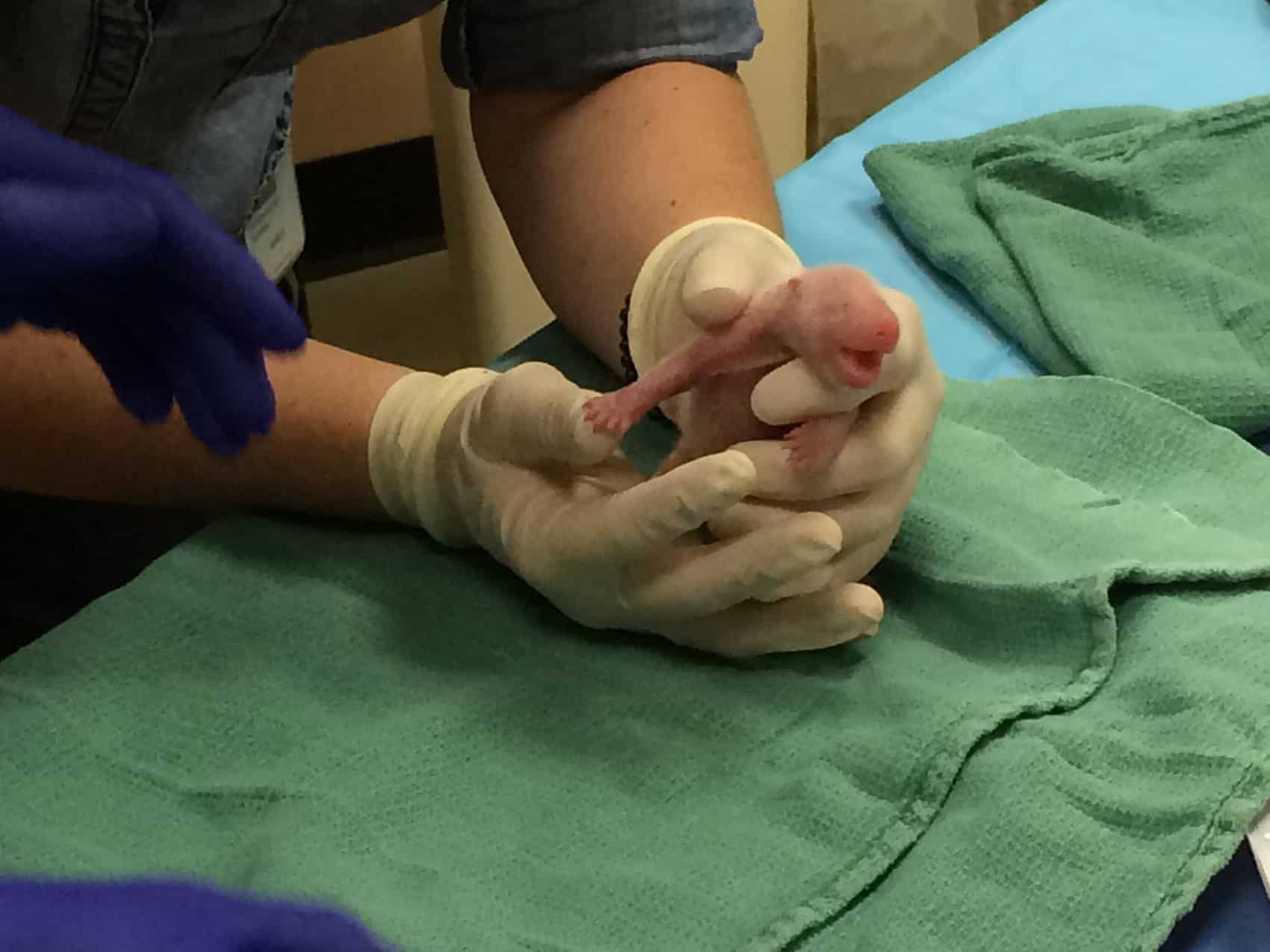 The second giant panda cub born to Mei Xiang at the Smithsonian National Zoo on Saturday, Aug. 22
