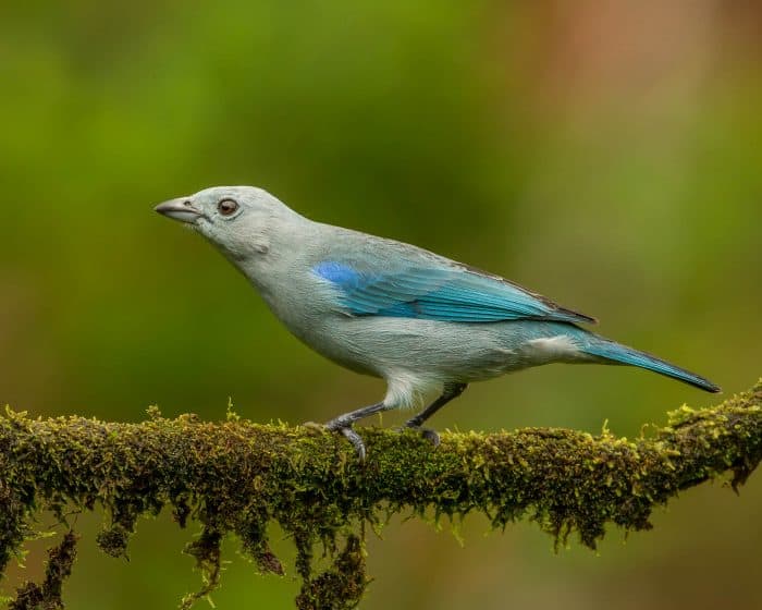 Blue-gray Tanager