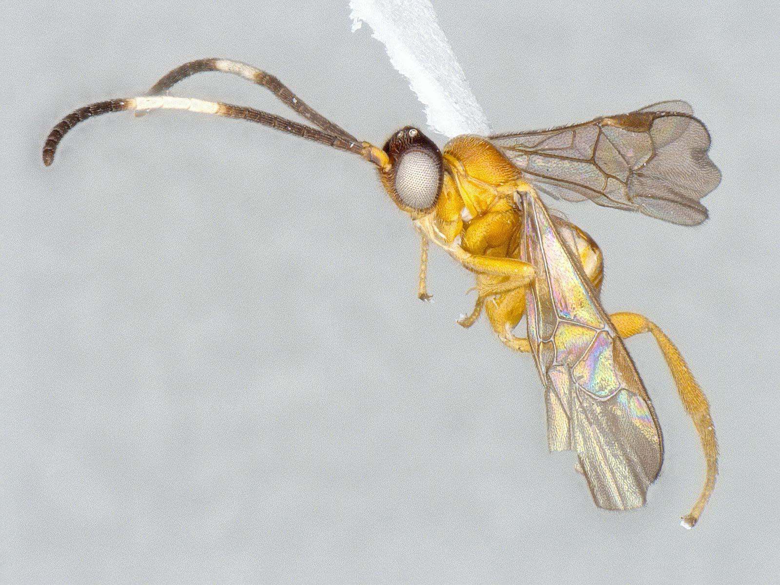 Photo of wasp species Pseudapanteles luisguillermosolisi