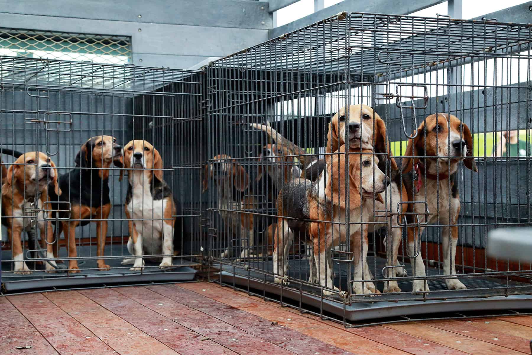 Rescued puppies in Coronado, Sep. 1 2015