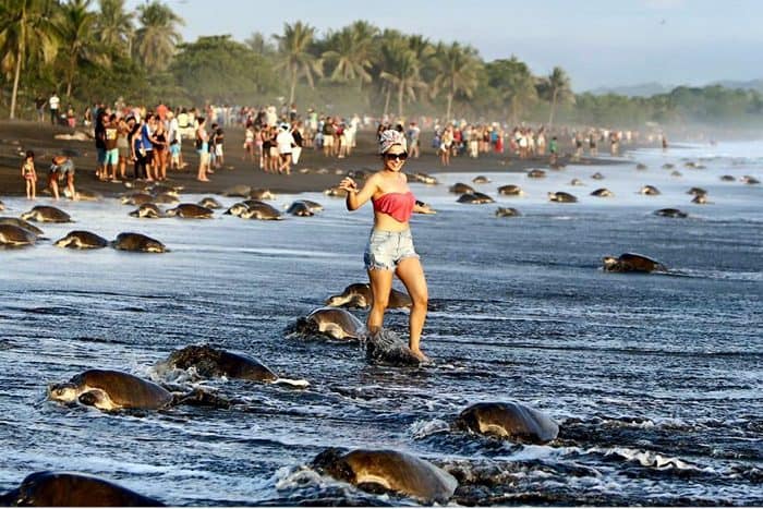 Tourists prevent arribadas at Ostional, Sep. 5 2015