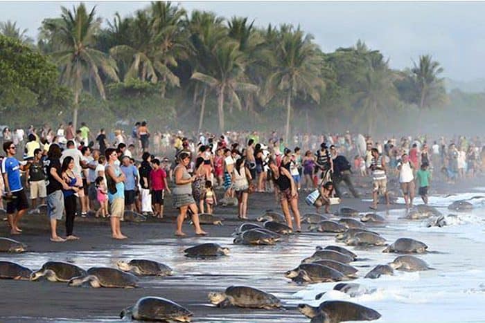 Tourists prevent arribadas at Ostional, Sep. 5 2015