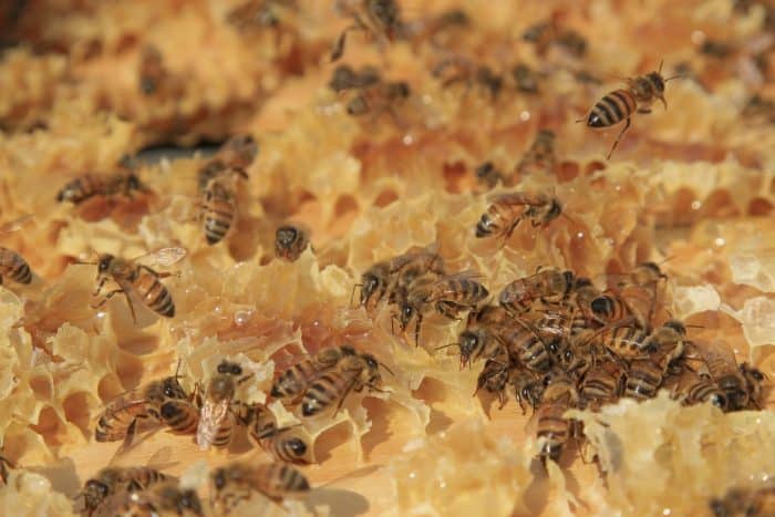 Bees on a honeycomb