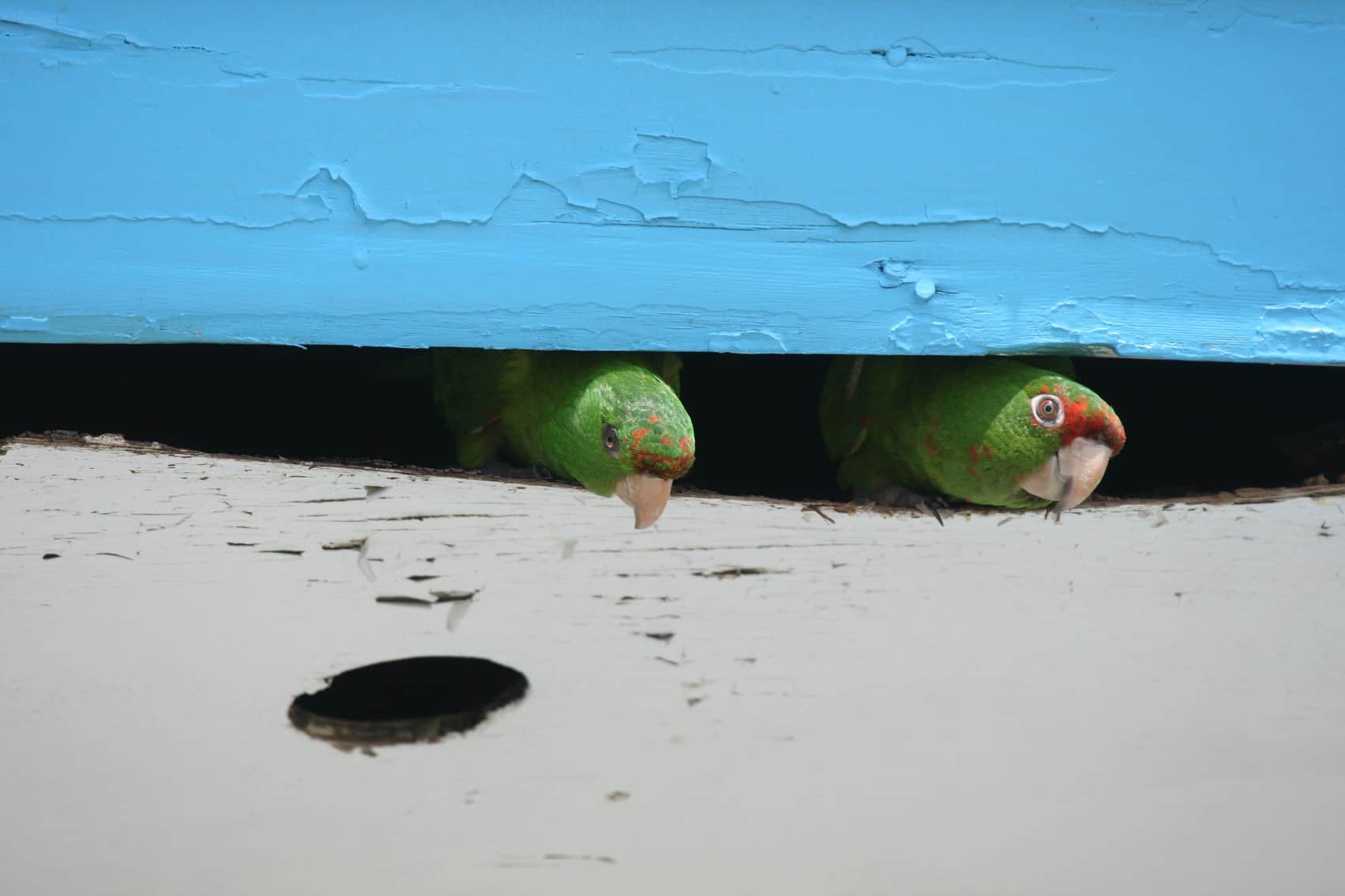 Crimson-fronted Parakeets