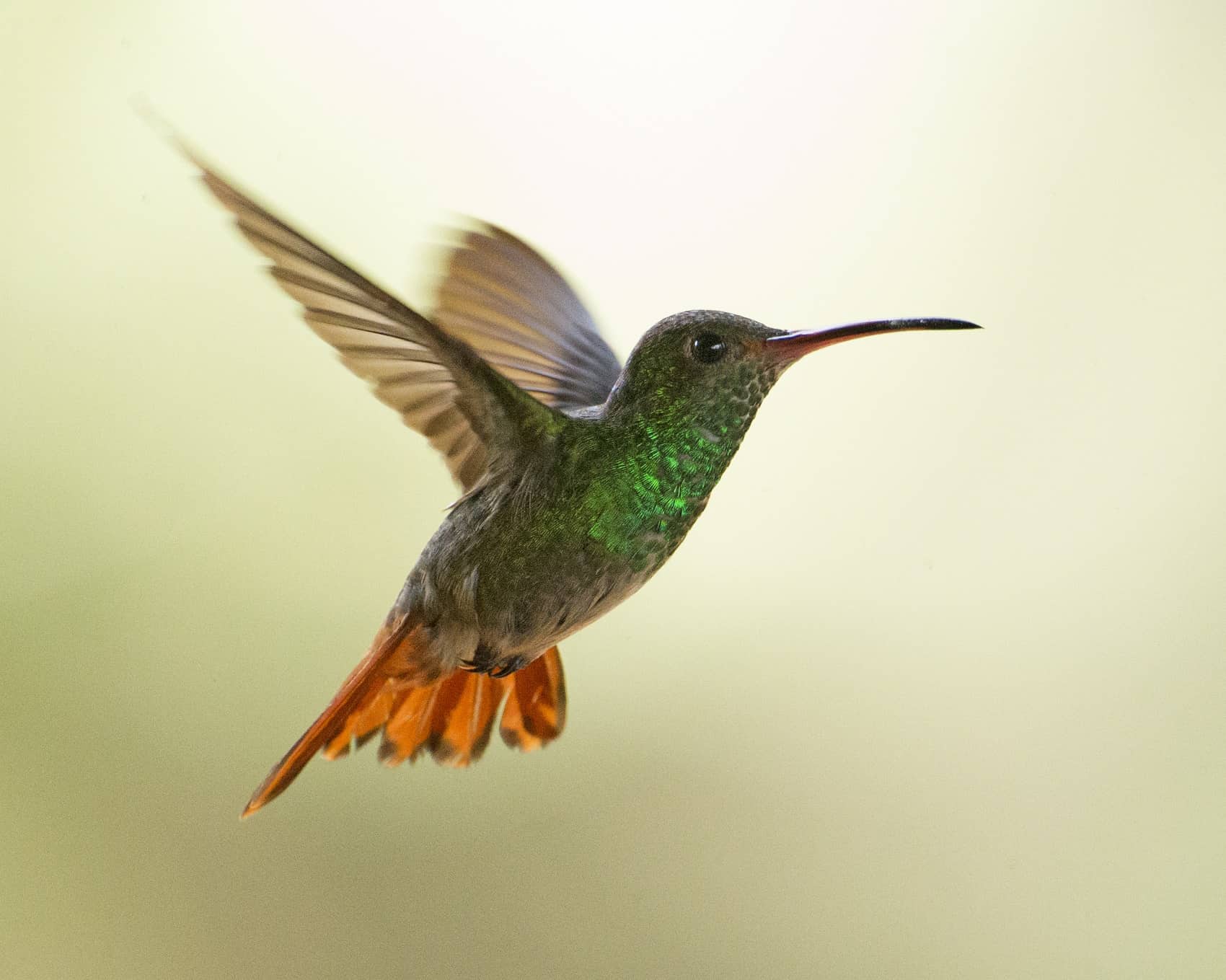 Rufous-tailed Hummingbird in flight