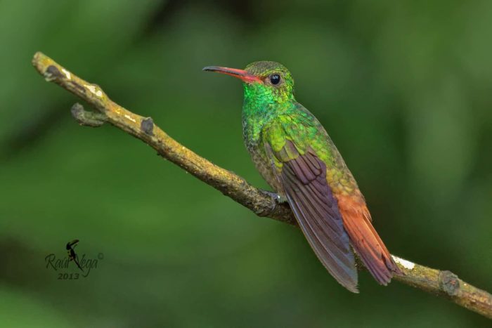 Rufous-tailed hummingbird perched on a stick