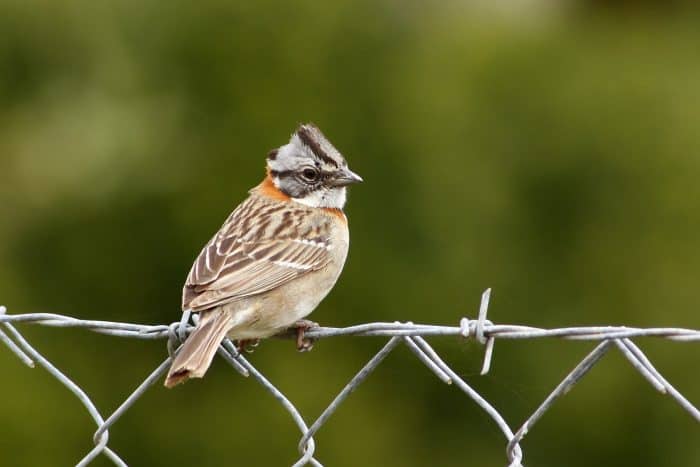 Rufous-collared Sparrow perched on fence