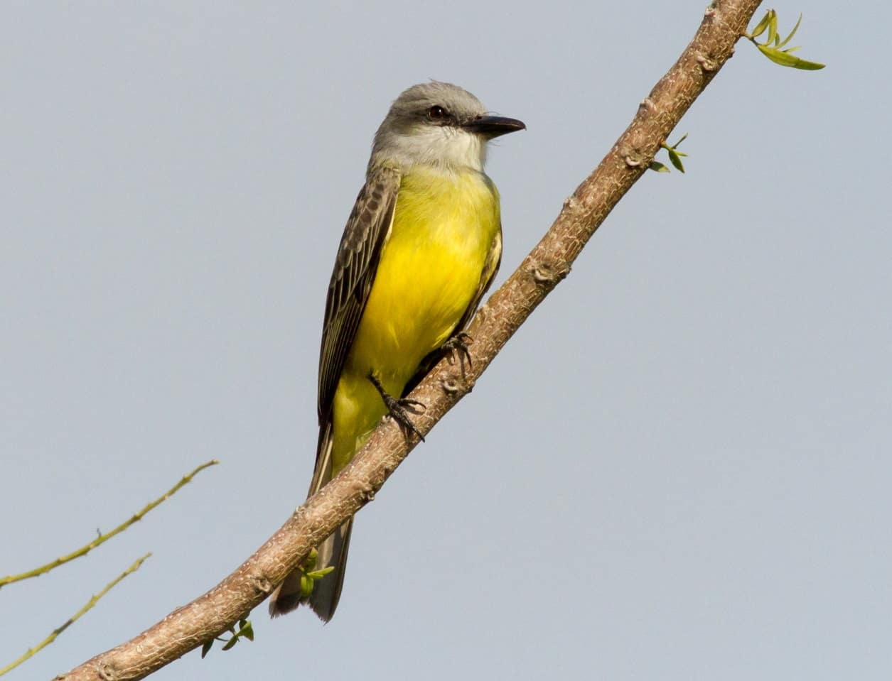 Tropical Kingbird perched on branch