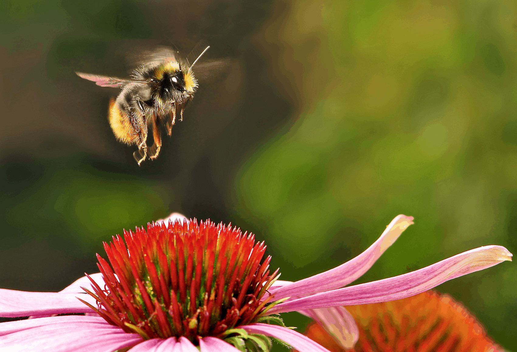 A bumblebee lands on an echinacea flower.