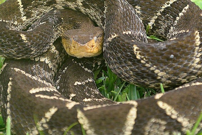 A coiled fer-de-lance snake.