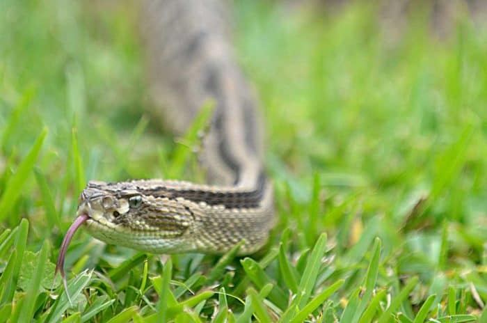 A Central American Neotropical rattlesnake s