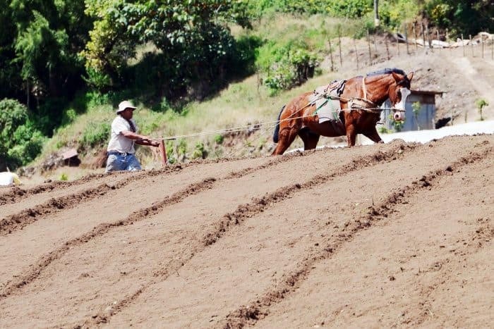 Man plowing field with horse