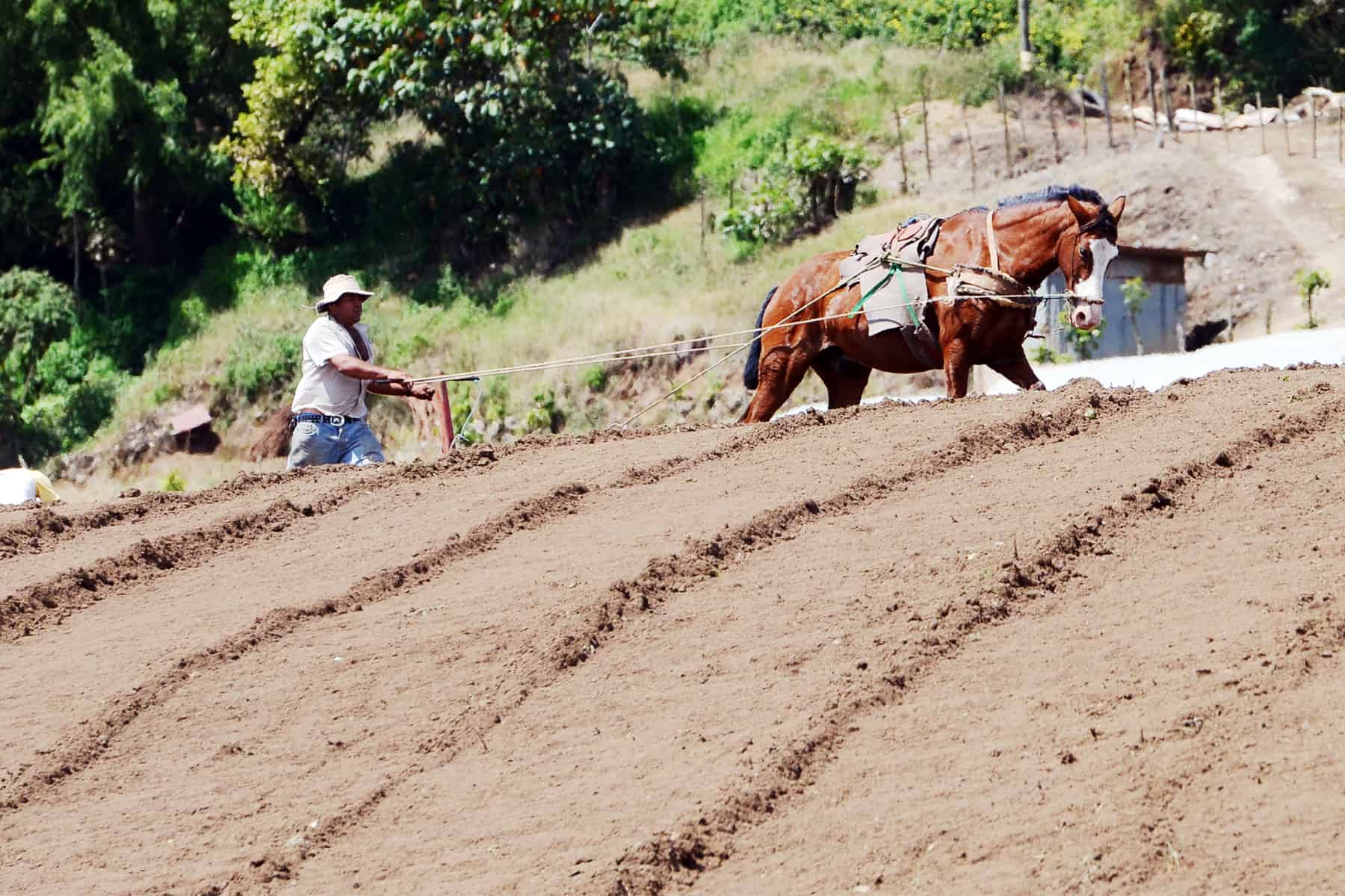 Man plowing field with horse