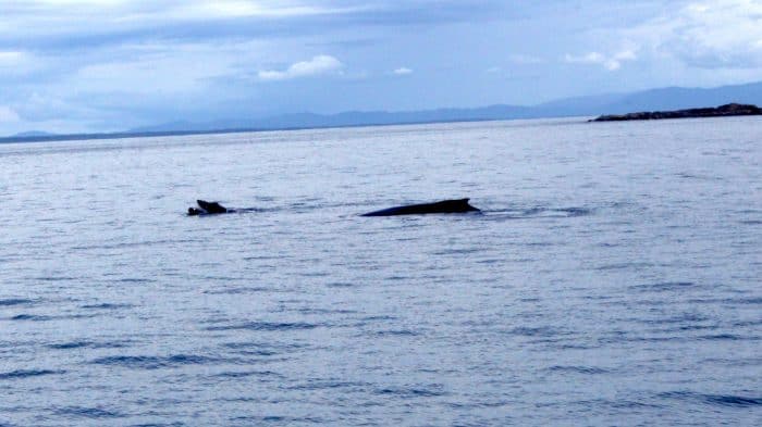 Sea Shepherd and humpback whales