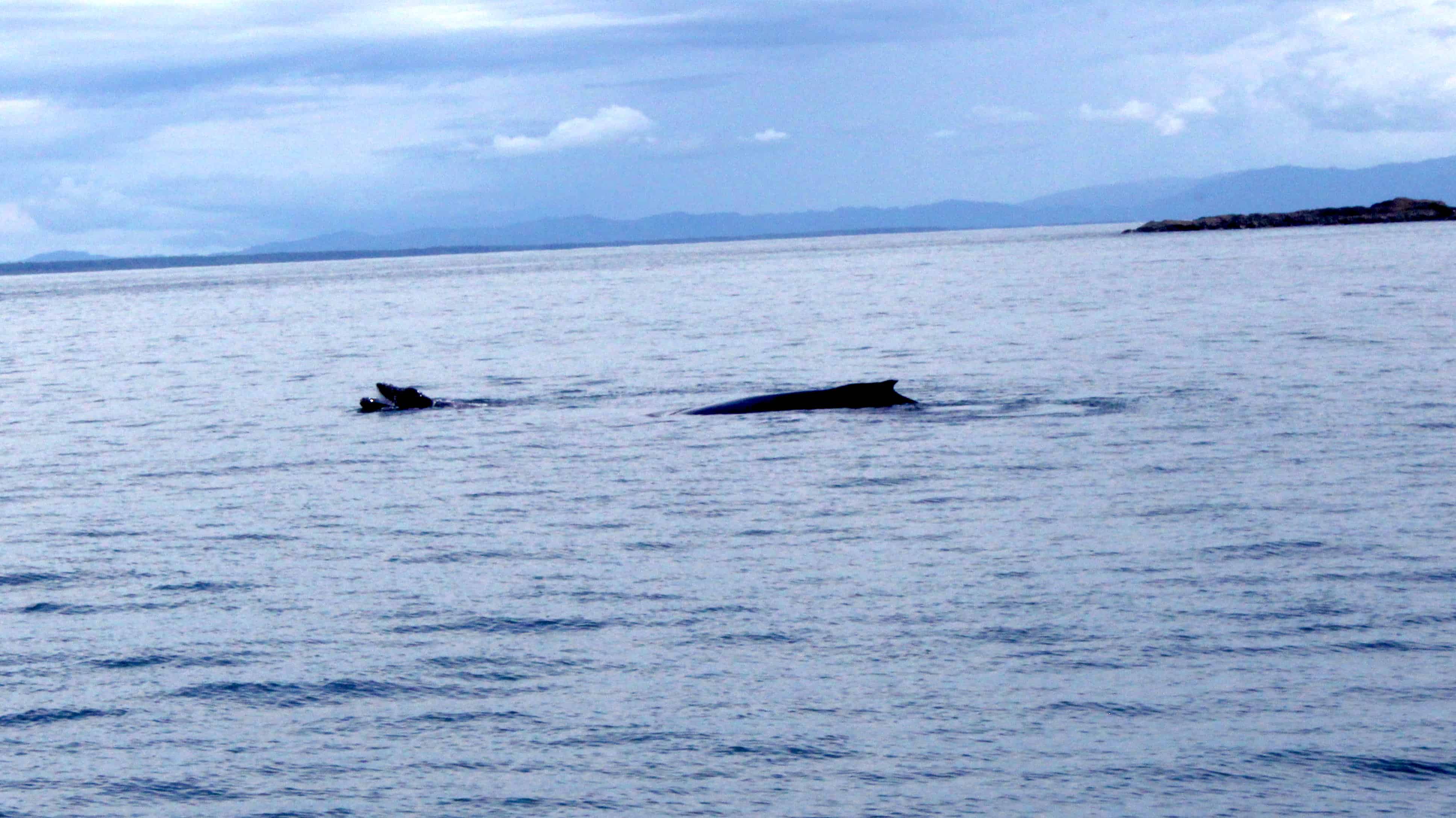 Humpback Whale and Calf Captivate Tourists in Costa Rica’s Guanacaste