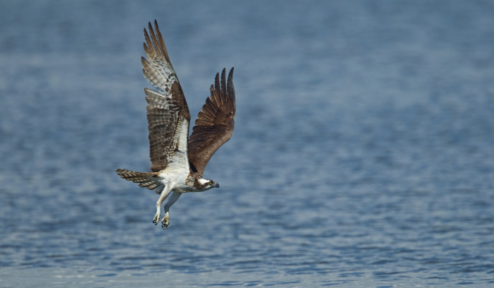 Osprey flying over water