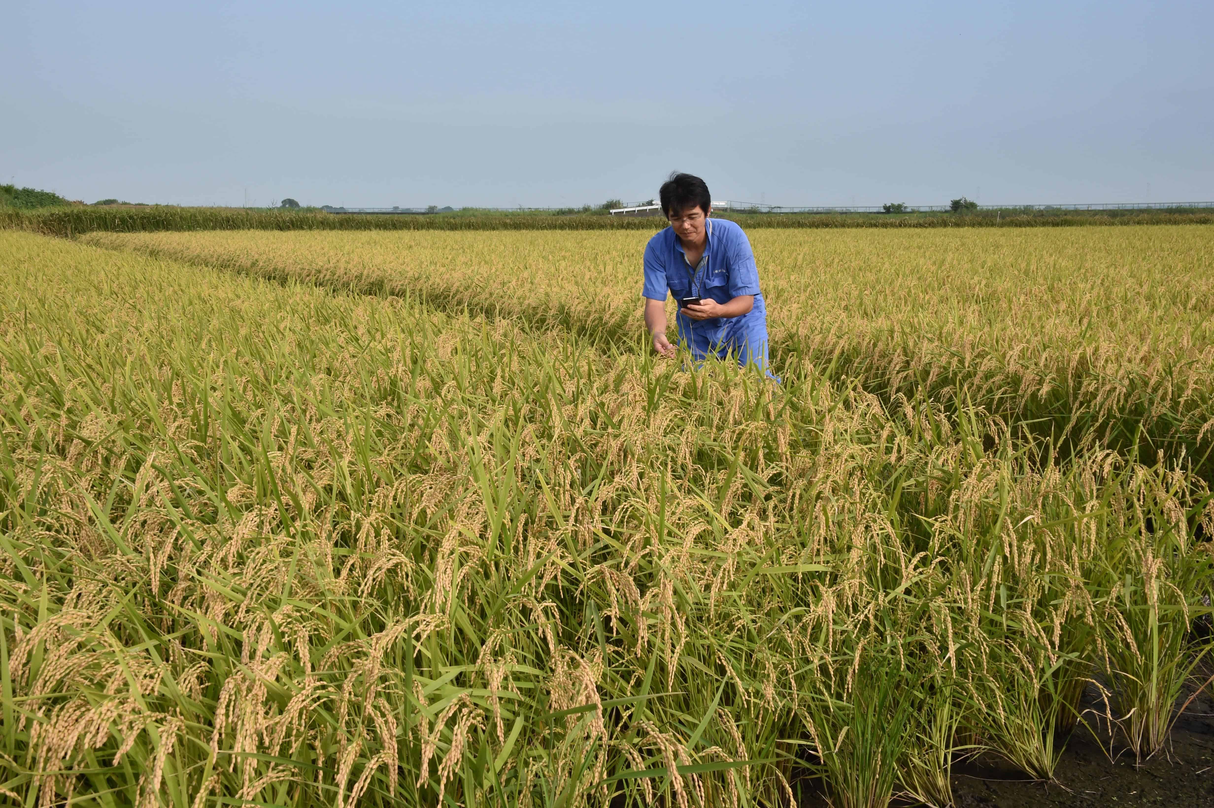 Trans-Pacific Partnership, Japan rice farmer.