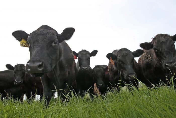 US cattle and Trans-Pacific Partnership