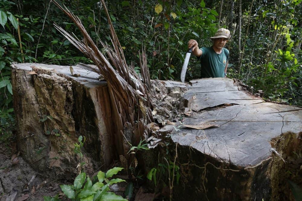 Amazon indigenous tribes declare war on illegal logging