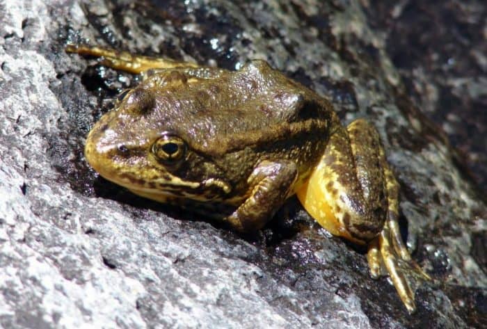mountain yellow-legged frog 