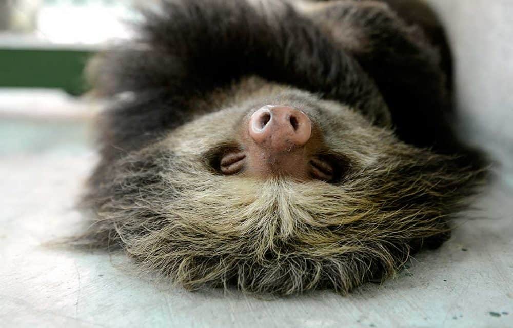 Sloth sleeping in Costa Rica